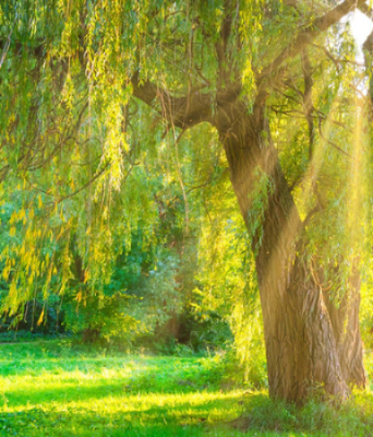 Carol Deloris Bryson