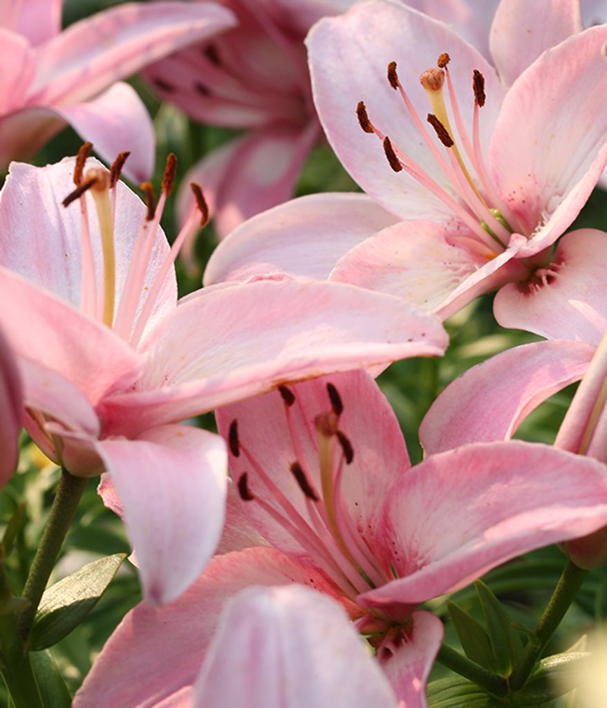 Mrs. Oma Jean Pennel