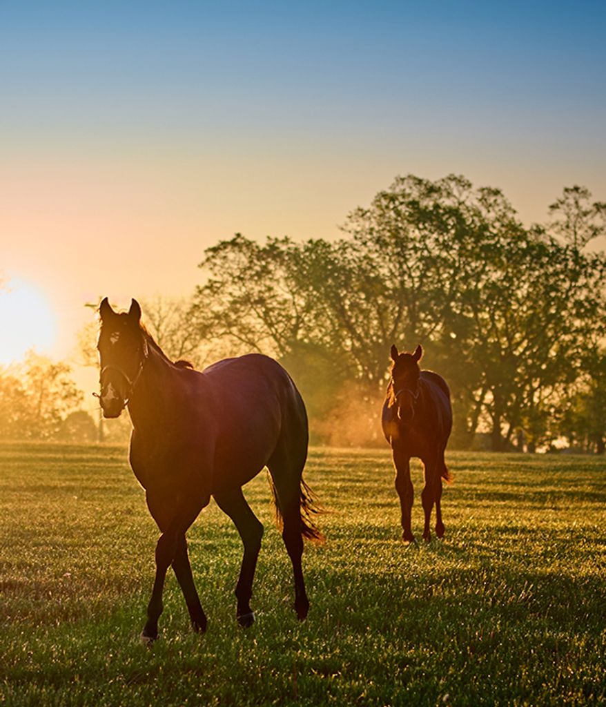 John Henry Shellhorse